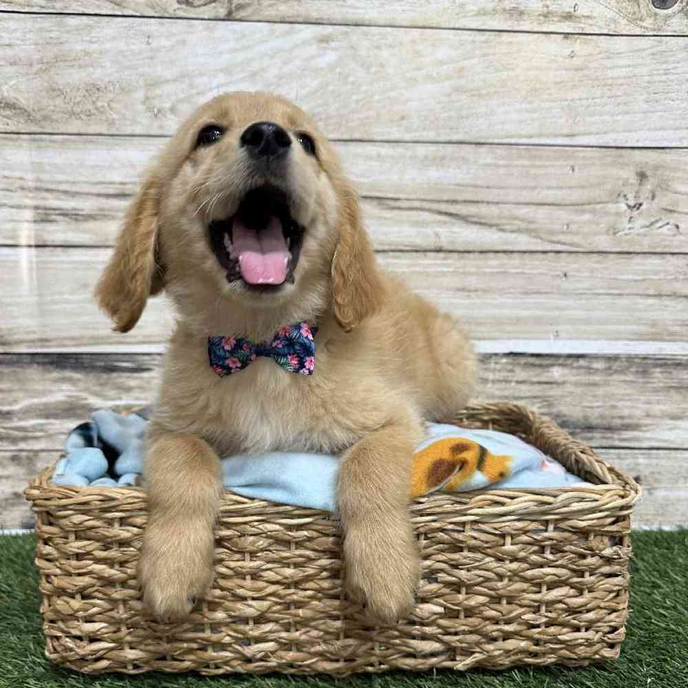 Male Golden Retriever Puppy for Sale in Saugus, MA