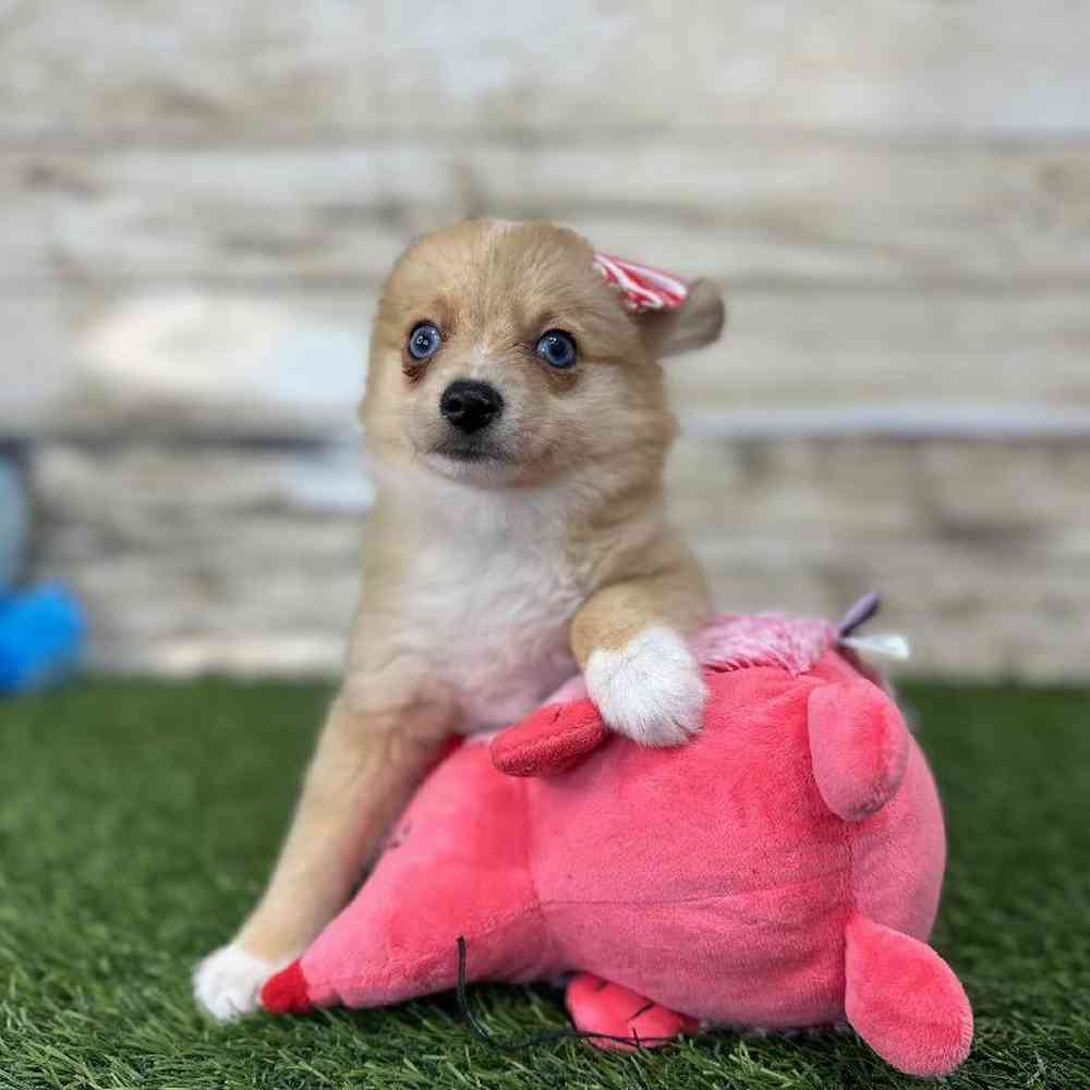 Female Aussie Pom Puppy for Sale in Saugus, MA