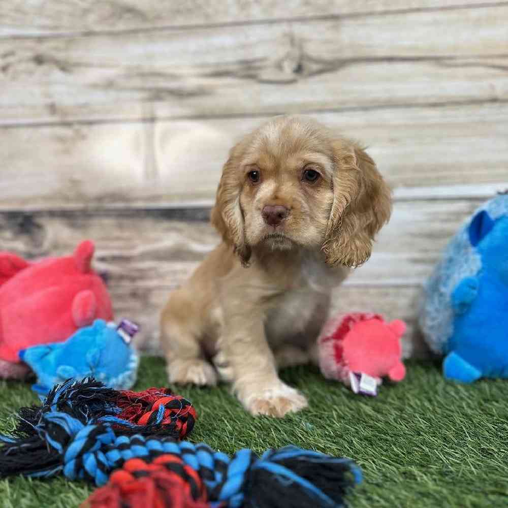 Male Cocker Spaniel Puppy for Sale in Saugus, MA