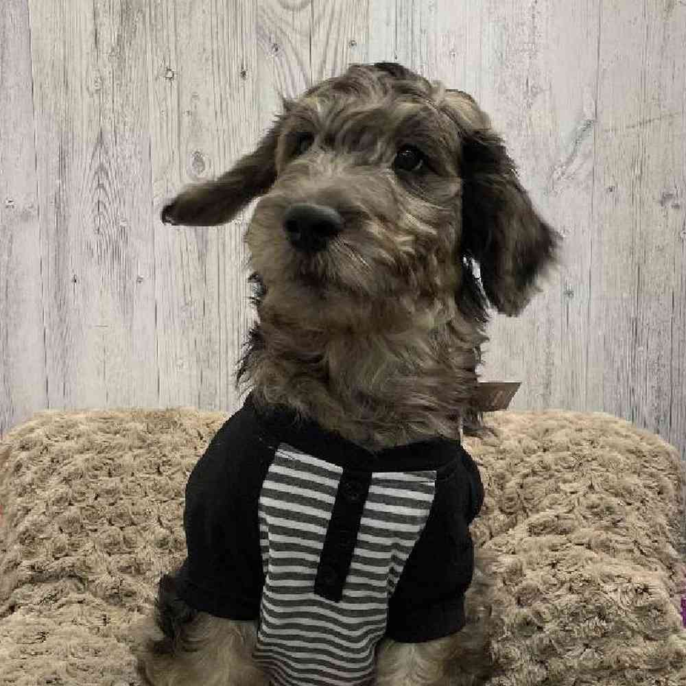 Male Goldendoodle Puppy for sale