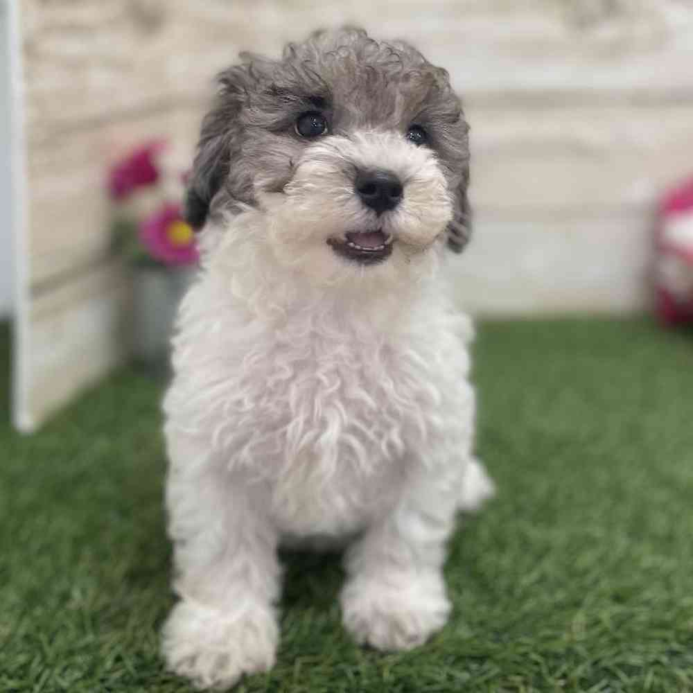 Female Bichon-Poodle Puppy for Sale in Braintree, MA