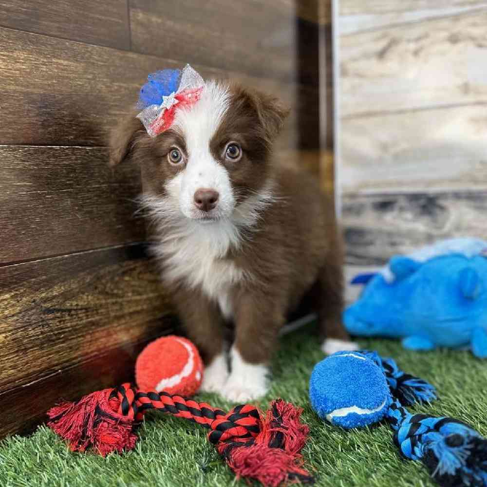 Female Miniature Australian Shepherd Puppy for Sale in Saugus, MA