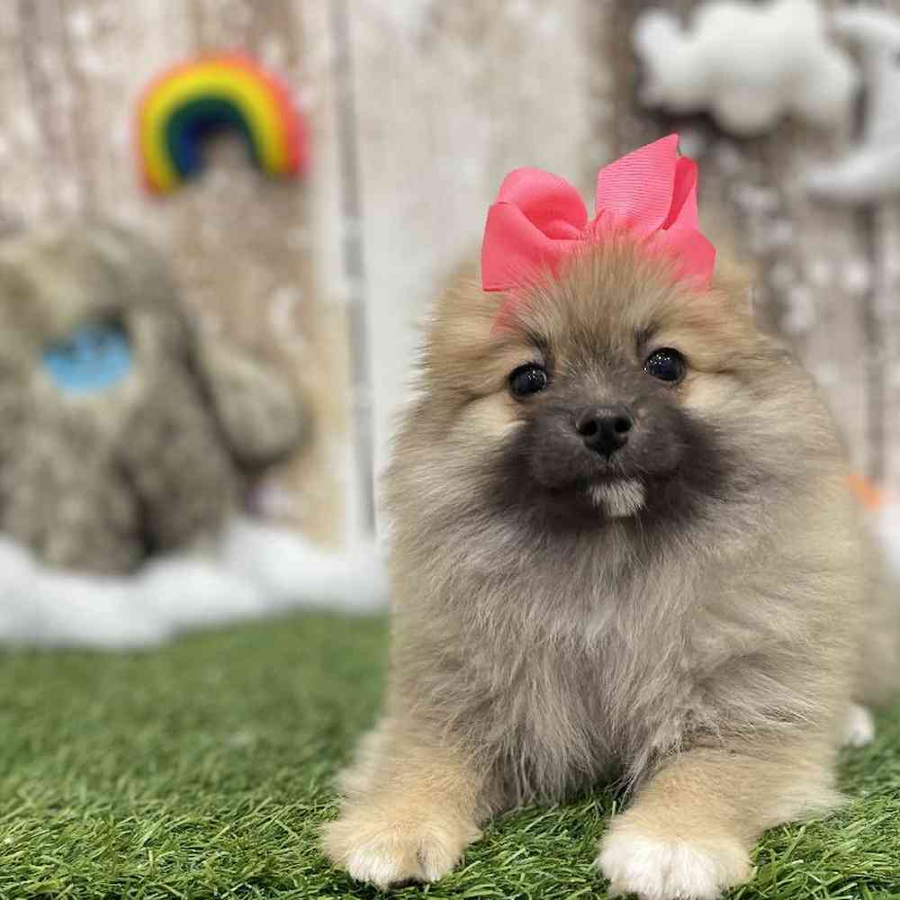 Female Pomeranian Puppy for Sale in Braintree, MA