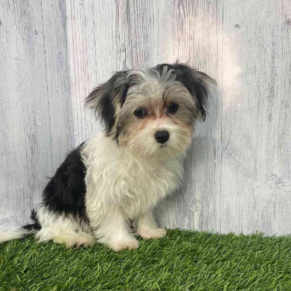 Male Morkie Puppy for Sale in Saugus, MA