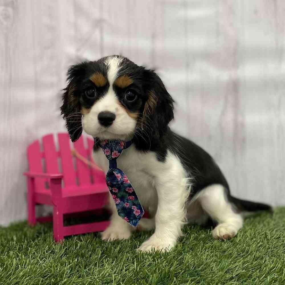 Male Cavalier King Charles Spaniel Puppy for Sale in Braintree, MA