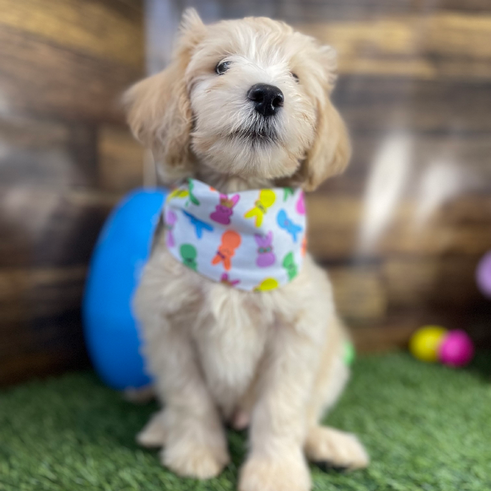 Male Mini Labradoodle 2nd Gen Puppy for Sale in Saugus, MA
