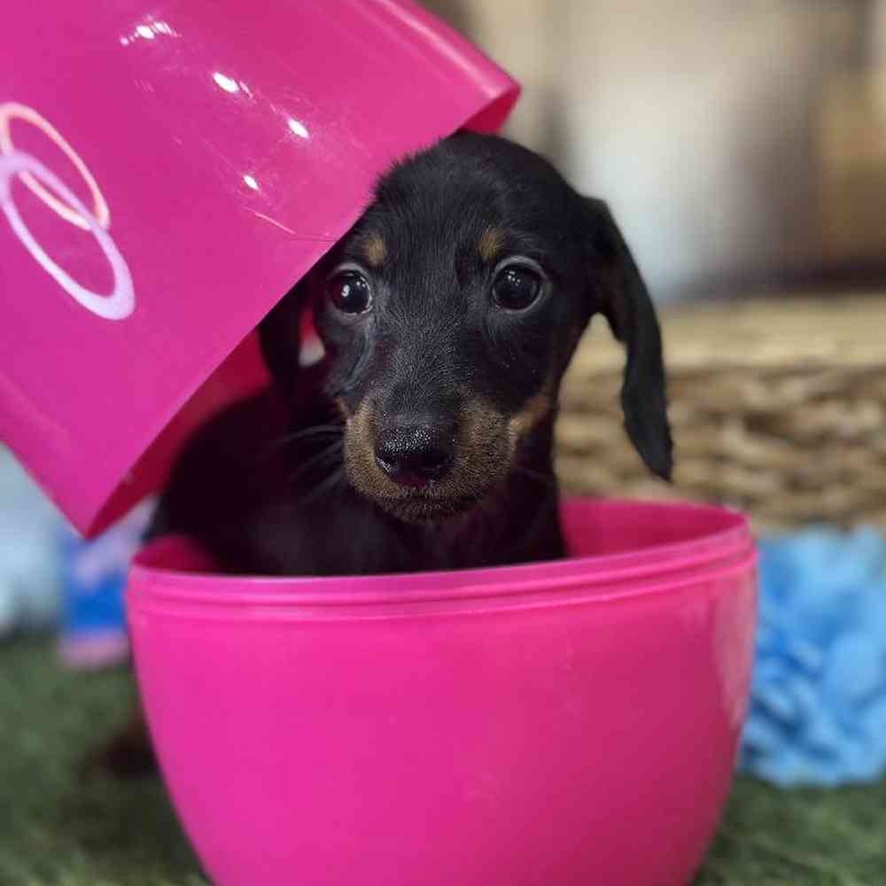 Female Dachshund Puppy for Sale in Saugus, MA