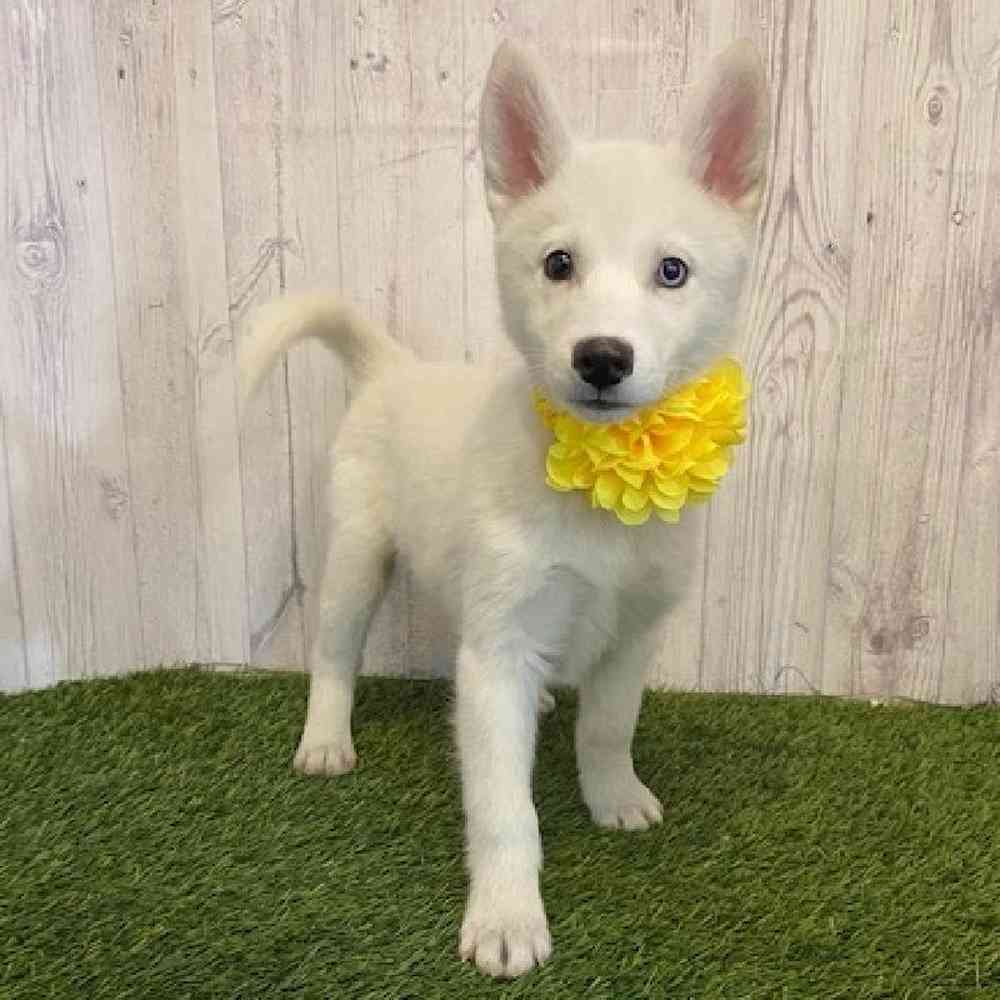 Female Huskimo Puppy for Sale in Saugus, MA