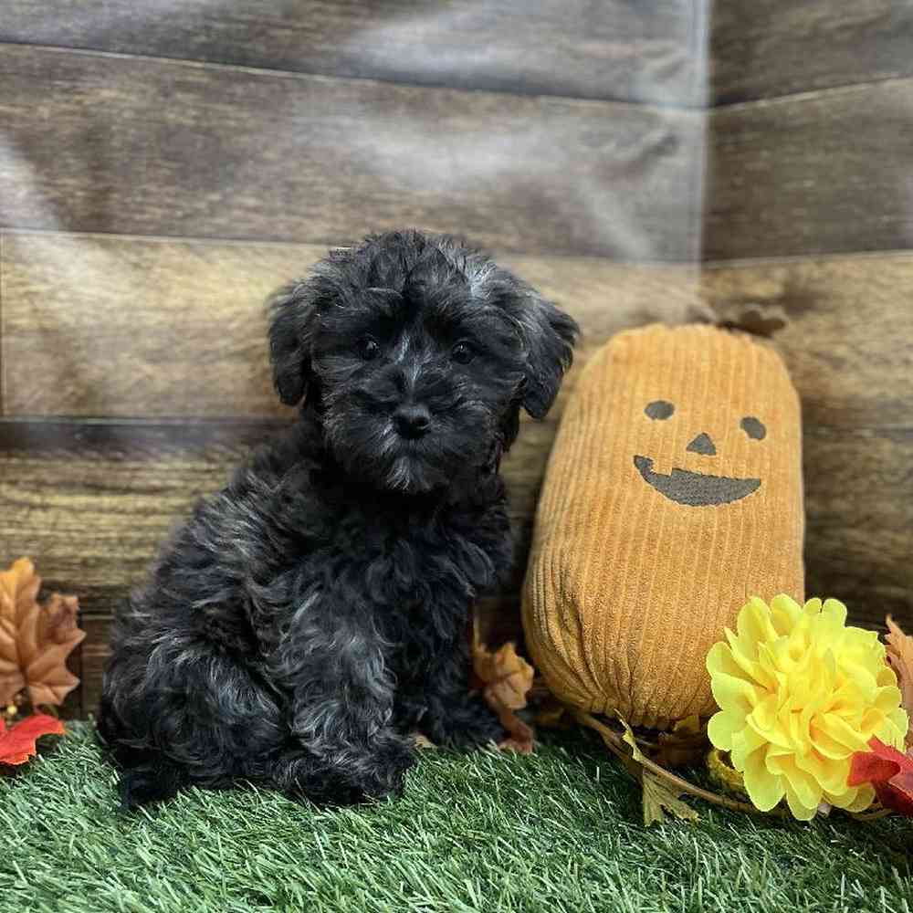 Female Schnoodle Puppy for Sale in Braintree, MA