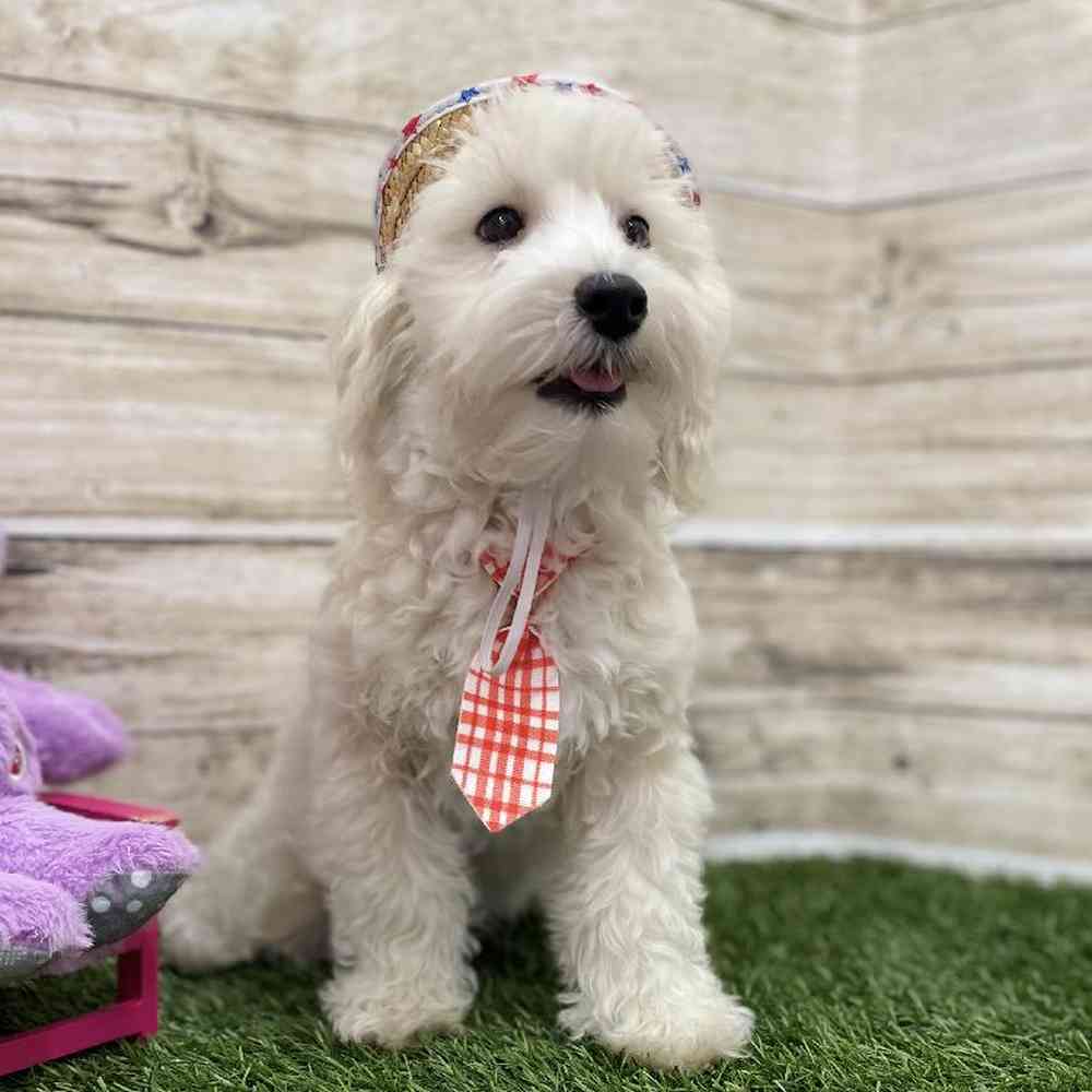 Male Schnoodle Puppy for Sale in Braintree, MA