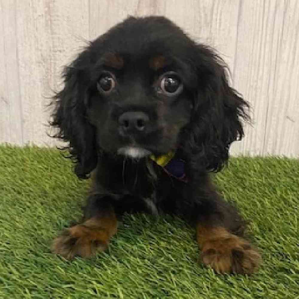 Male Cockalier Puppy for sale