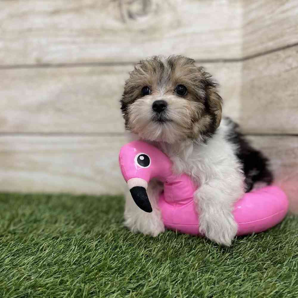 Female Morkie Puppy for Sale in Braintree, MA