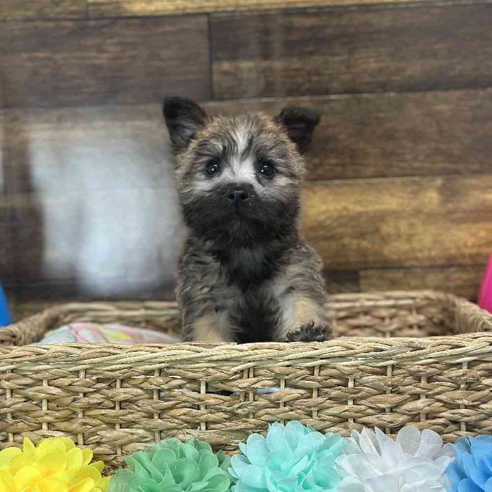 Female Cairn Terrier Puppy for Sale in Saugus, MA