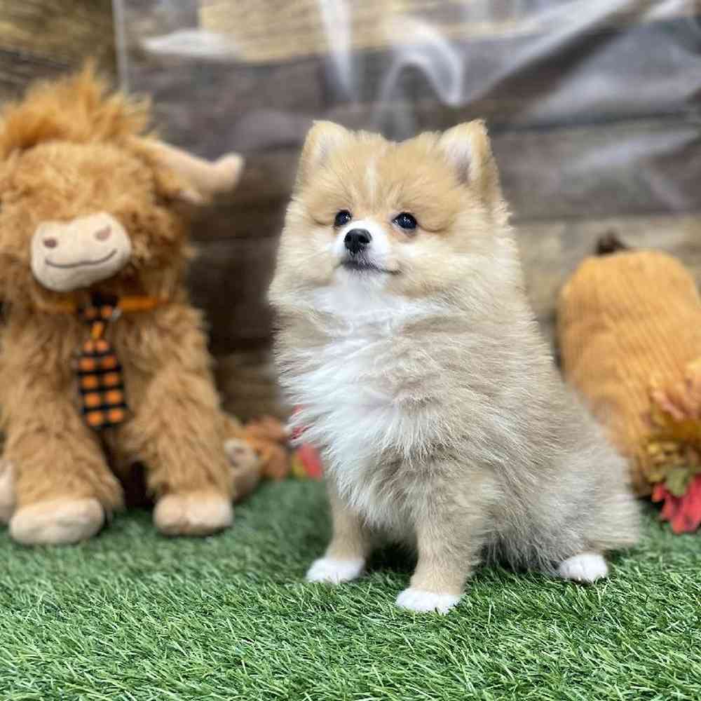 Female Pomeranian Puppy for Sale in Braintree, MA