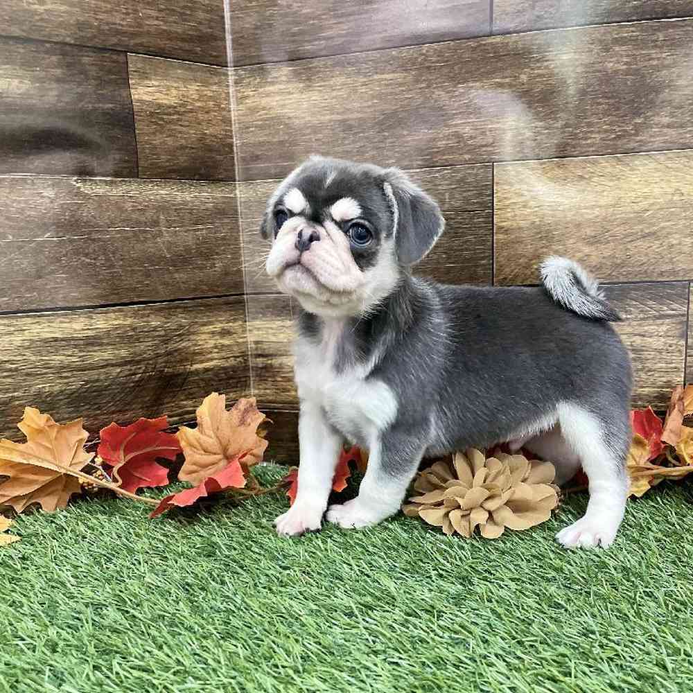 Male Pug Puppy for Sale in Braintree, MA
