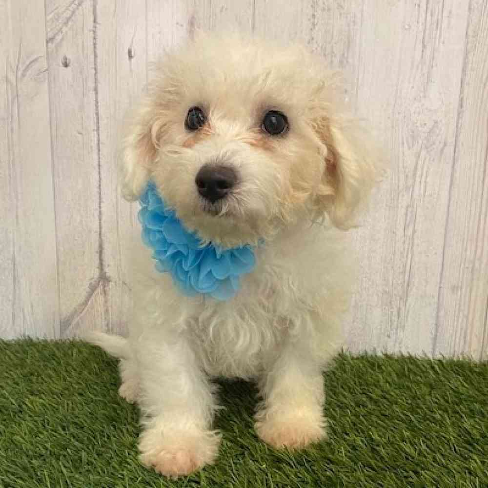 Female Bichon Frise Puppy for sale