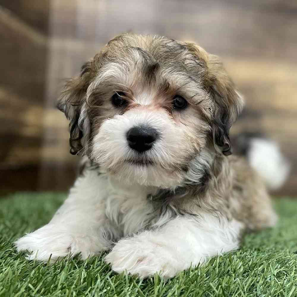 Male Hava-Chon Puppy for Sale in Braintree, MA