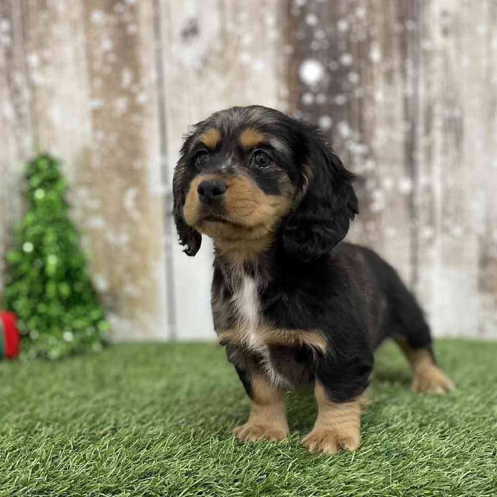 Female Docker Puppy for Sale in Braintree, MA