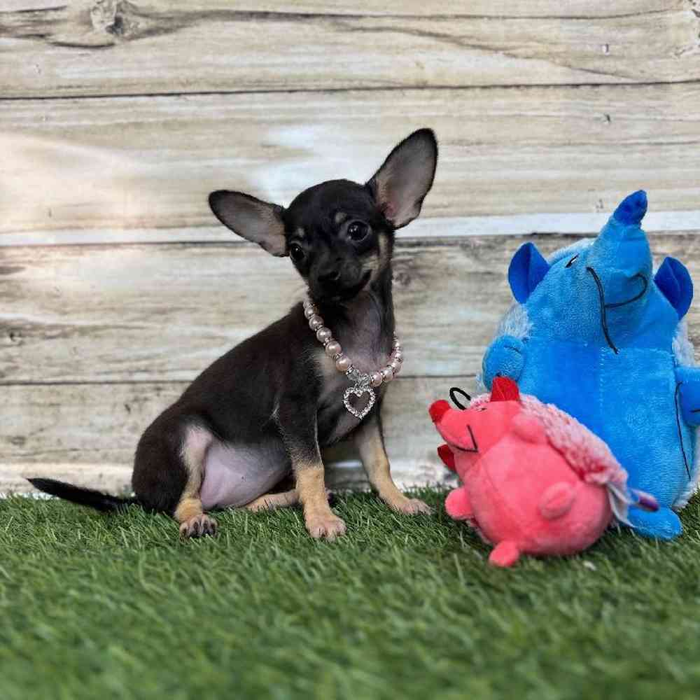 Female Chihuahua Puppy for Sale in Saugus, MA
