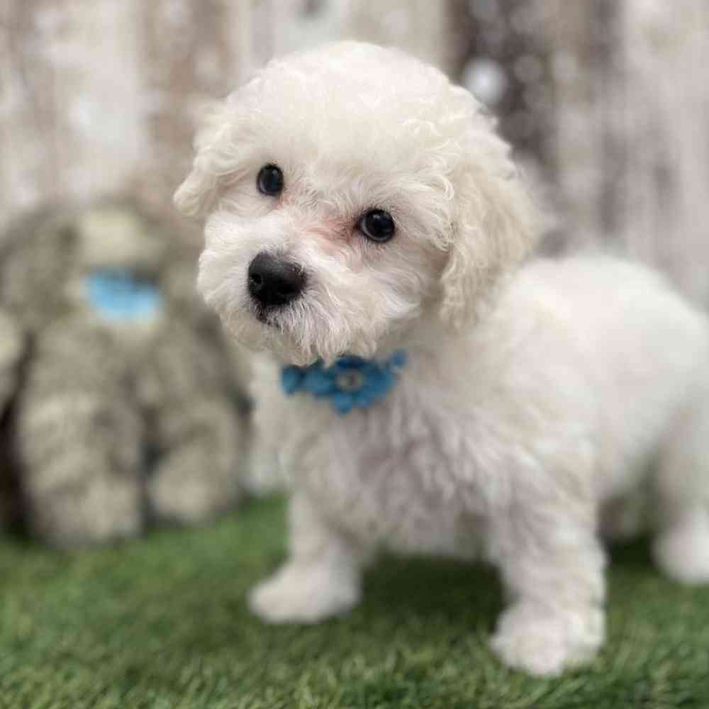 Female Bichon Frise Puppy for Sale in Braintree, MA