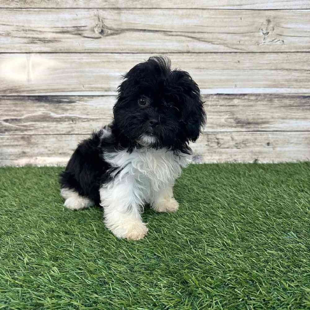 Female Shih-Poo Puppy for Sale in Saugus, MA