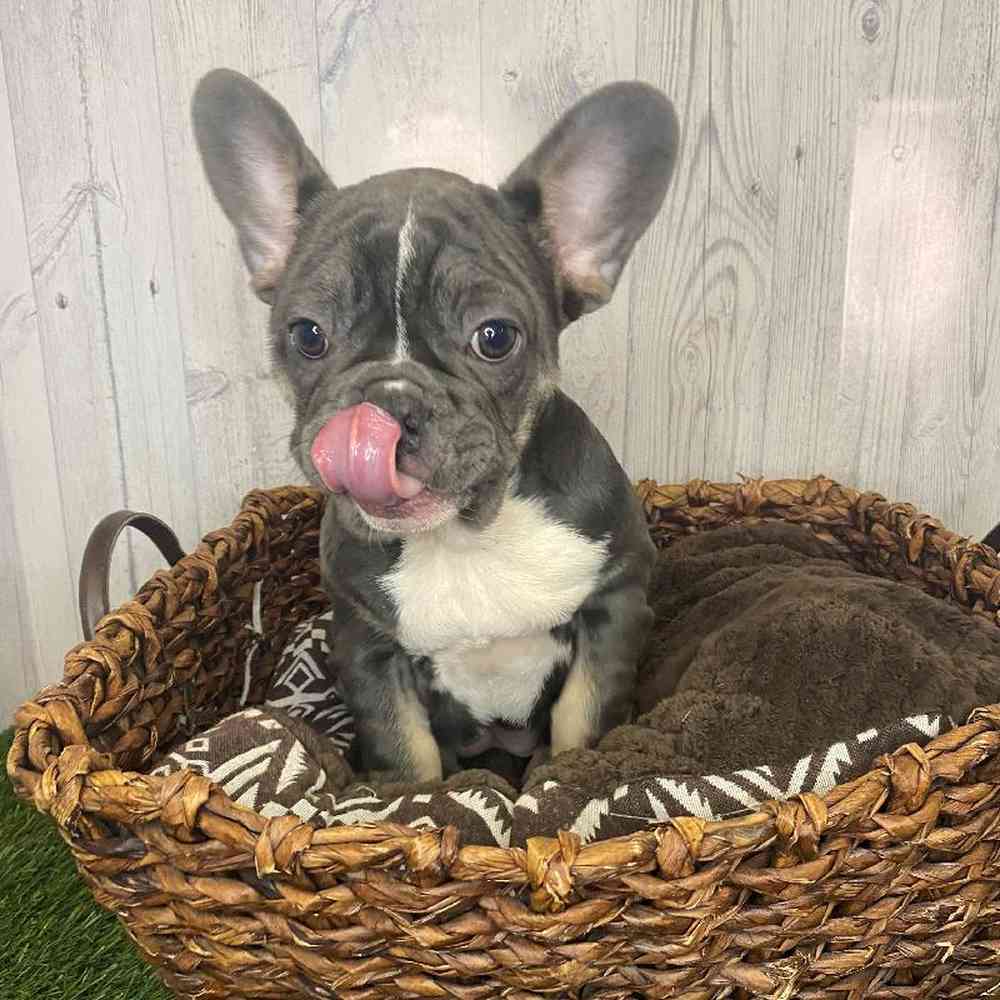 Female French Bulldog Puppy for Sale in Saugus, MA