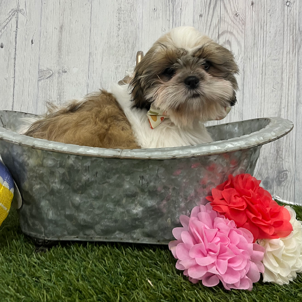 Male Shih Tzu Puppy for Sale in Braintree, MA