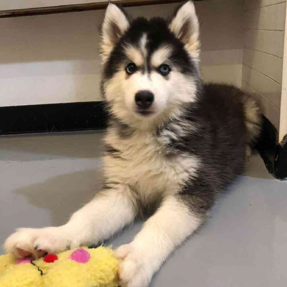Male Siberian Husky Puppy for sale