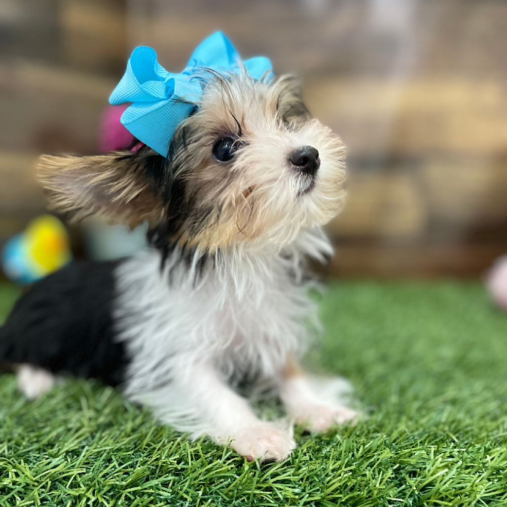 Female Yorkshire Terrier Puppy for Sale in Braintree, MA