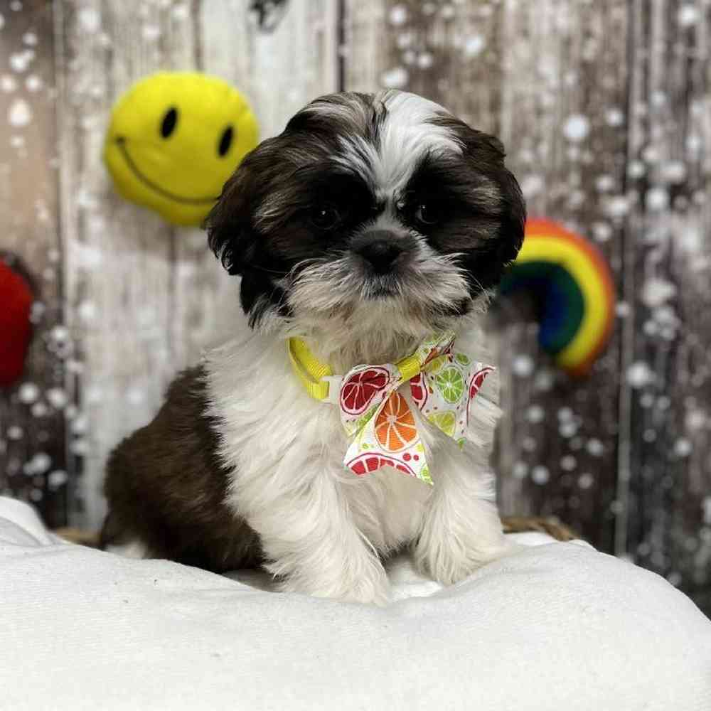 Female Shih Tzu Puppy for Sale in Saugus, MA