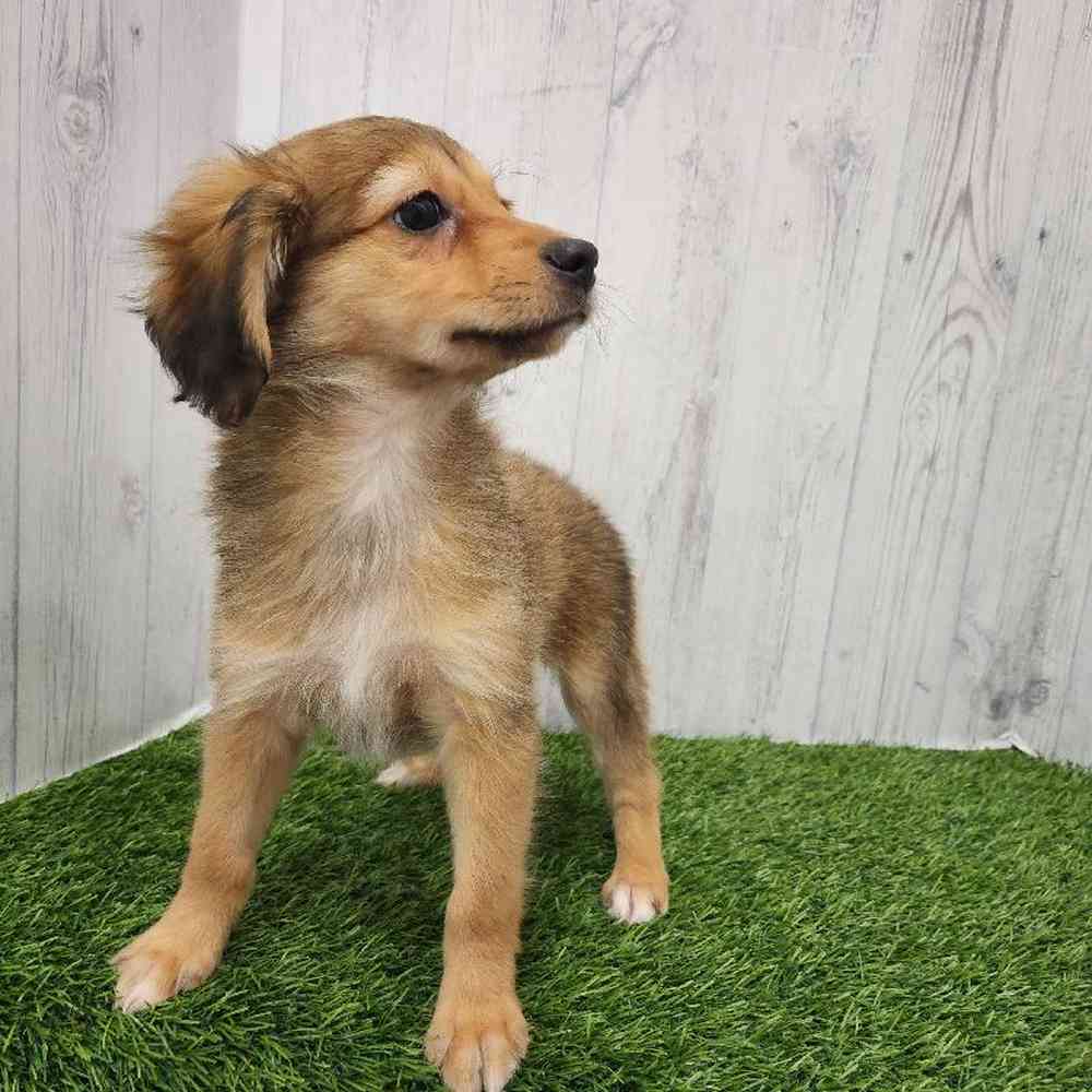 Female Mini Aussiedoodle Puppy for Sale in Braintree, MA
