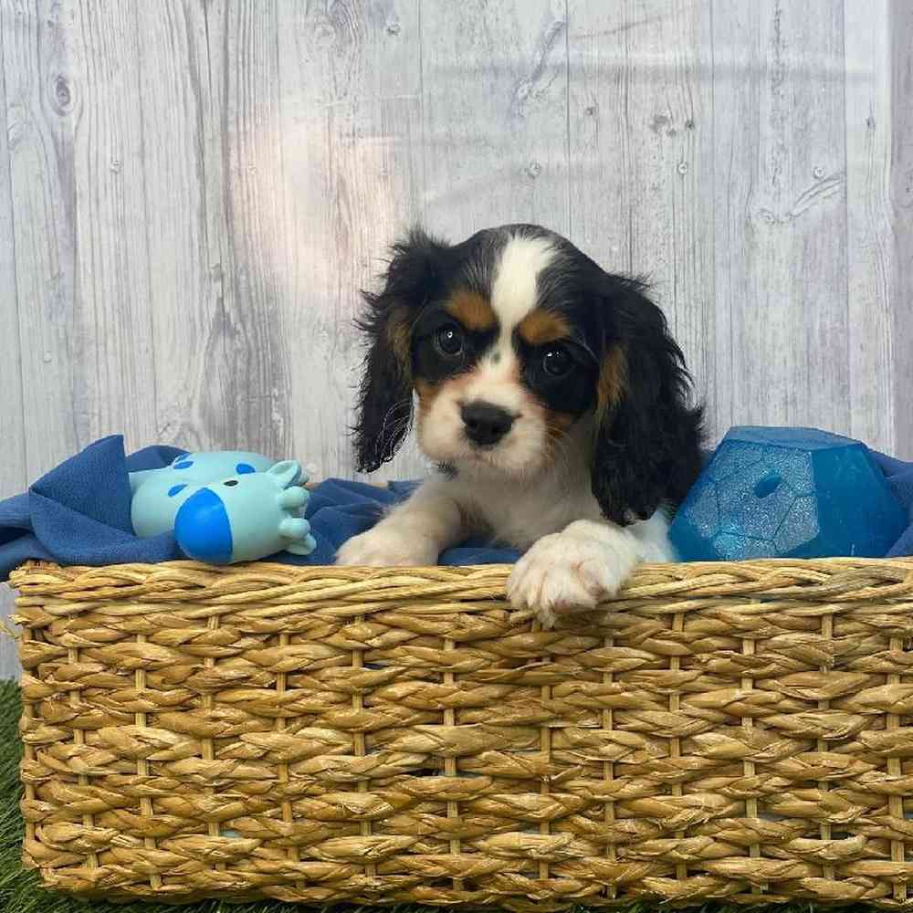 Male Cavalier King Charles Spaniel Puppy for Sale in Saugus, MA