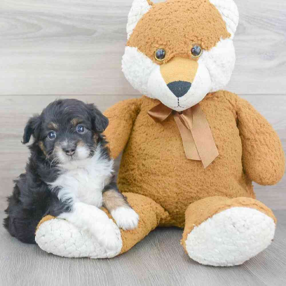 mini-aussiedoodle-nick-4171847219963081.jpg