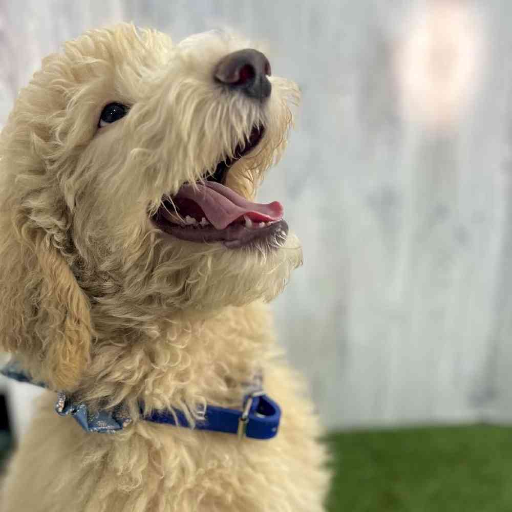 Male Aussiedoodle (Std F2) Puppy for sale
