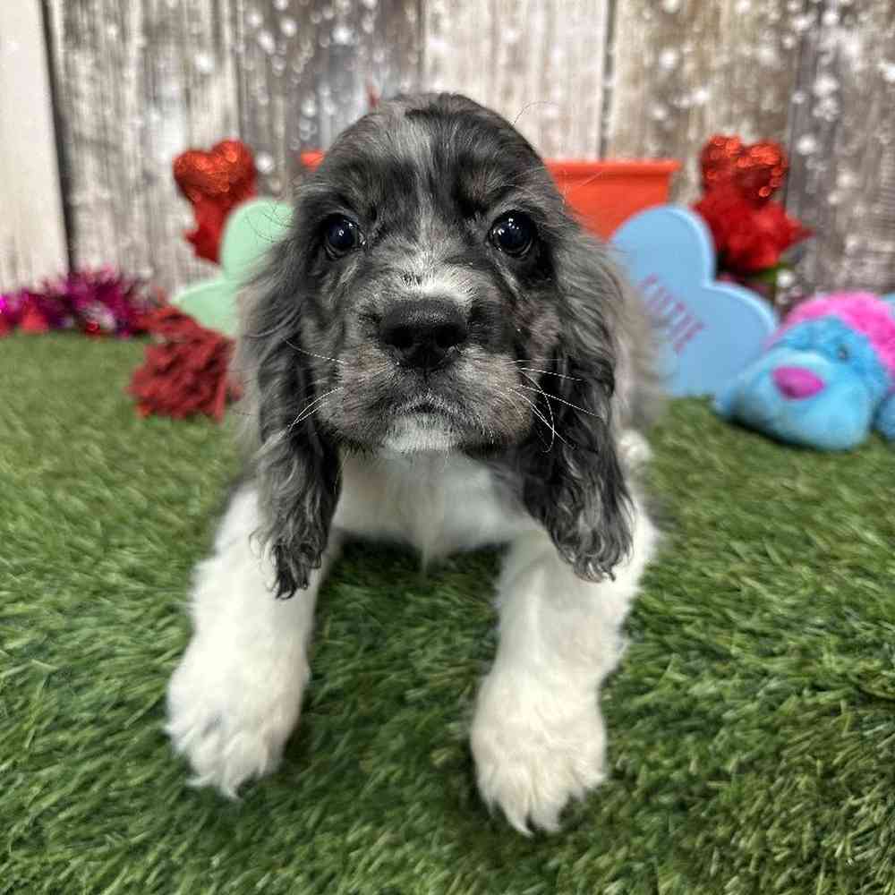 Male Cocker Spaniel Puppy for Sale in Saugus, MA