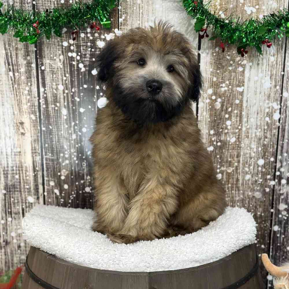 Male Soft Coated Wheaten Terrier Puppy for Sale in Saugus, MA