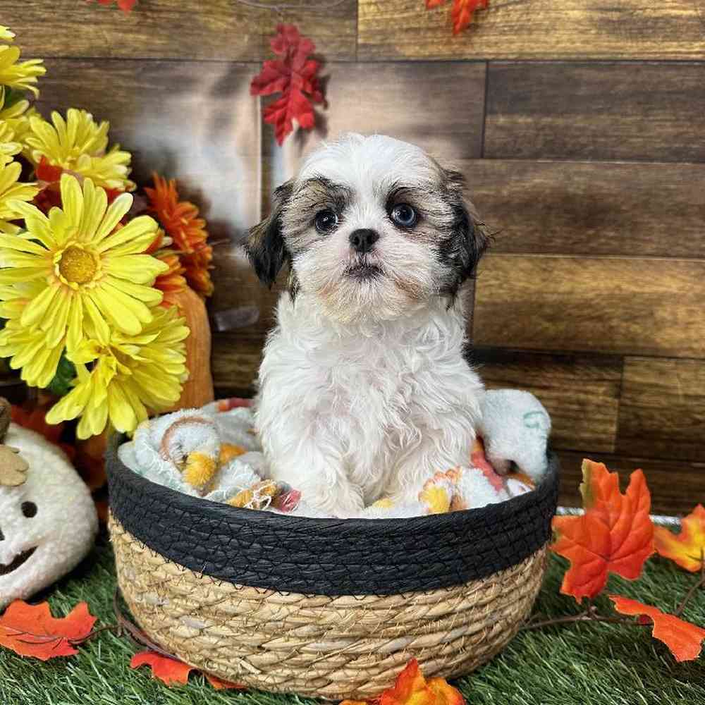 Female Shih Tzu Puppy for Sale in Saugus, MA