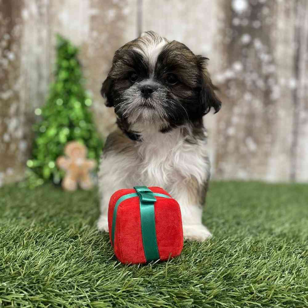 Male Shih Tzu Puppy for Sale in Braintree, MA