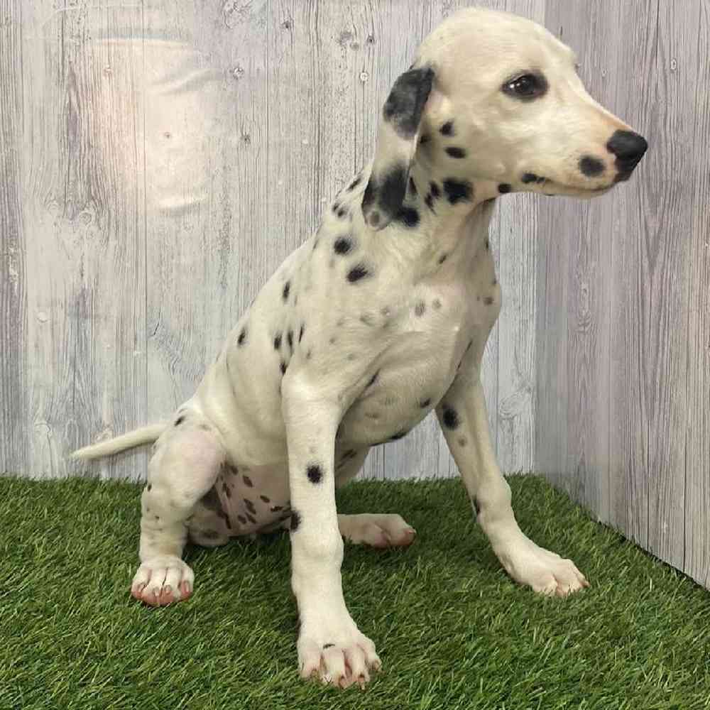Female Dalmatian Puppy for Sale in Saugus, MA