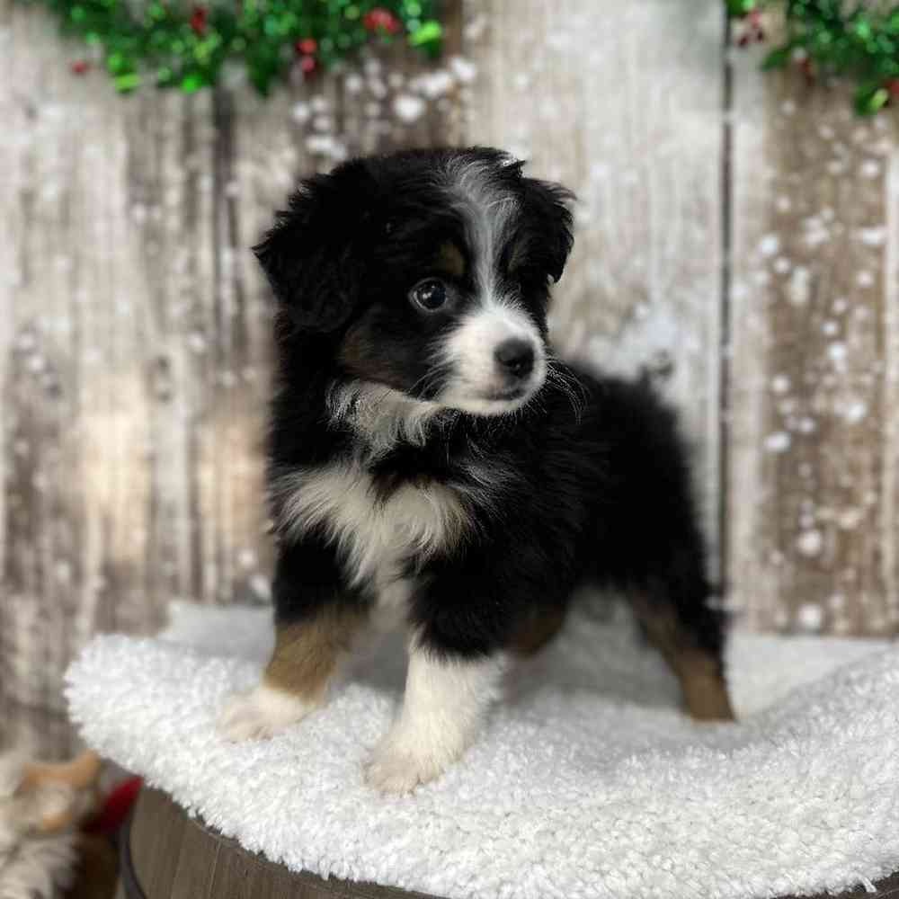 Male Miniature Australian Shepherd Puppy for Sale in Saugus, MA