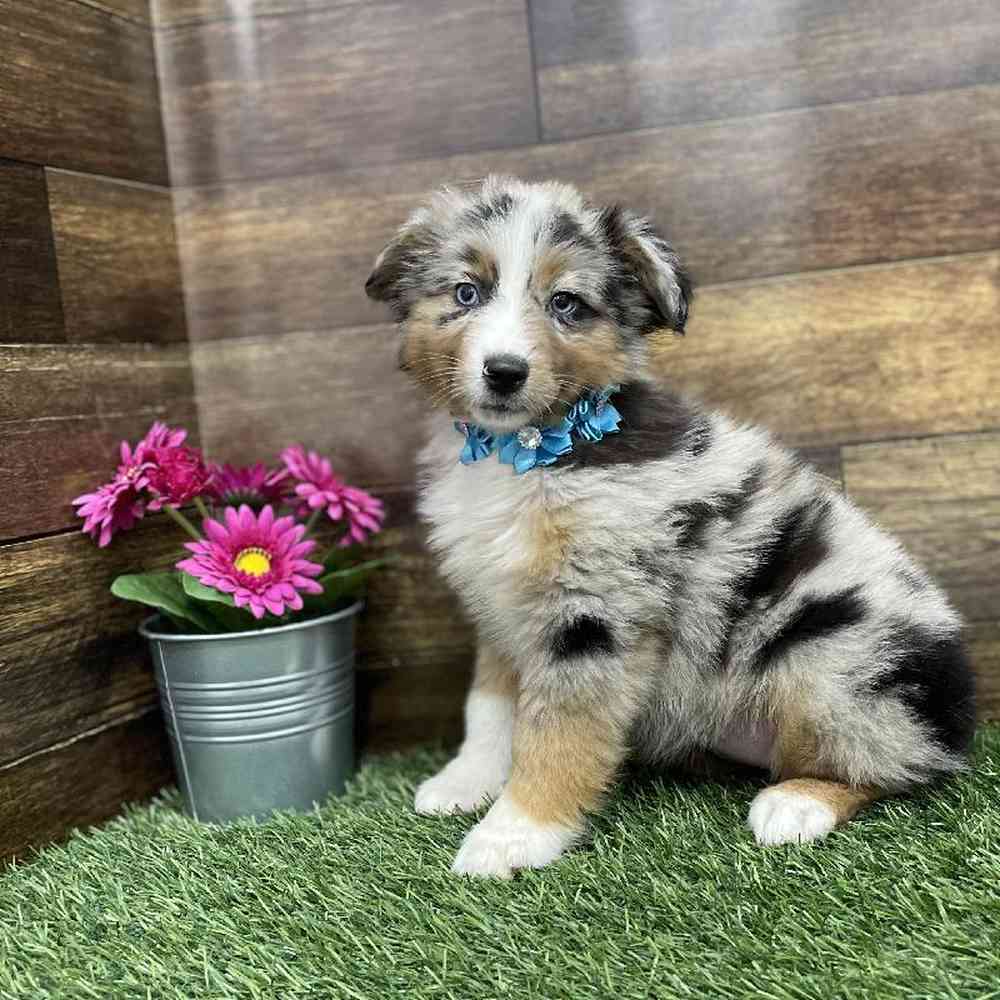 Female Miniature Australian Shepherd Puppy for Sale in Braintree, MA