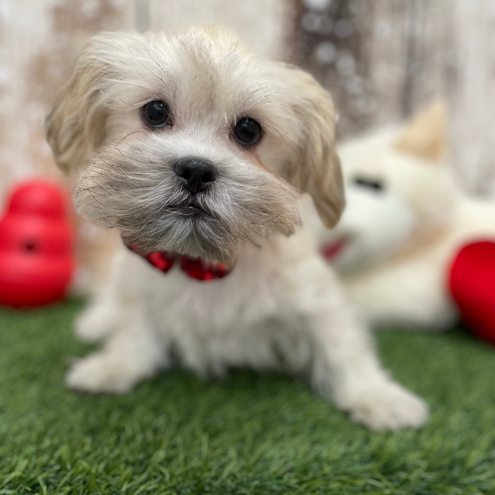 Male Malshi Puppy for Sale in Braintree, MA