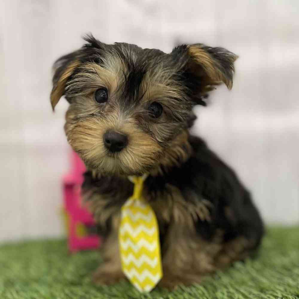 Male Yorkshire Terrier Puppy for Sale in Braintree, MA