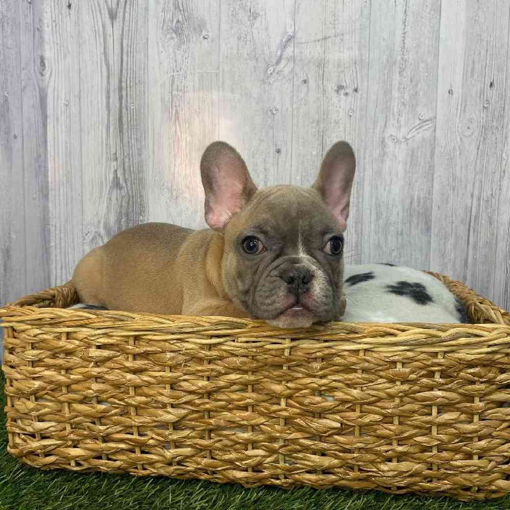 Male French Bulldog Puppy for Sale in Saugus, MA