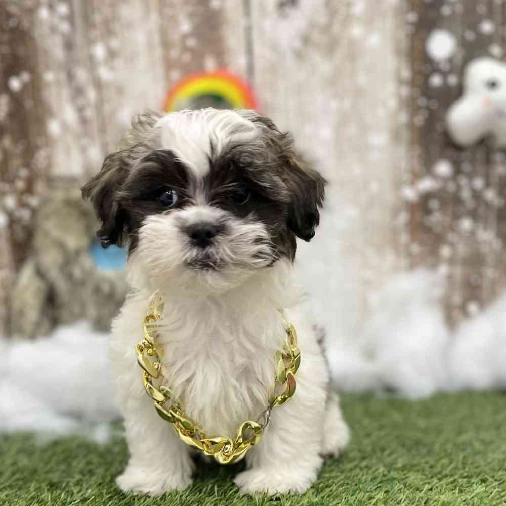 Male Shih-Poo Puppy for Sale in Braintree, MA