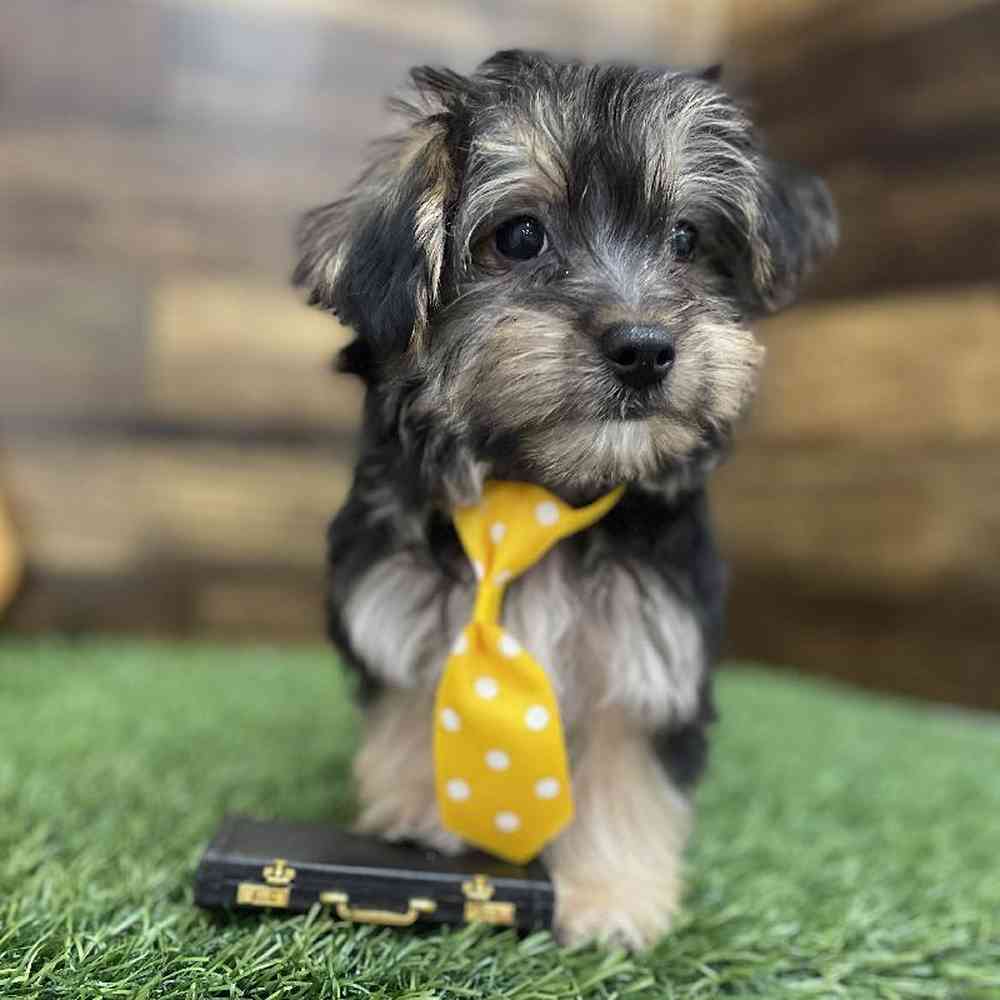Male Silkese Puppy for Sale in Braintree, MA