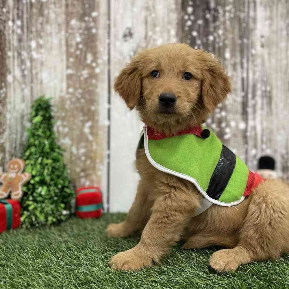 Male Golden Retriever Puppy for Sale in Braintree, MA