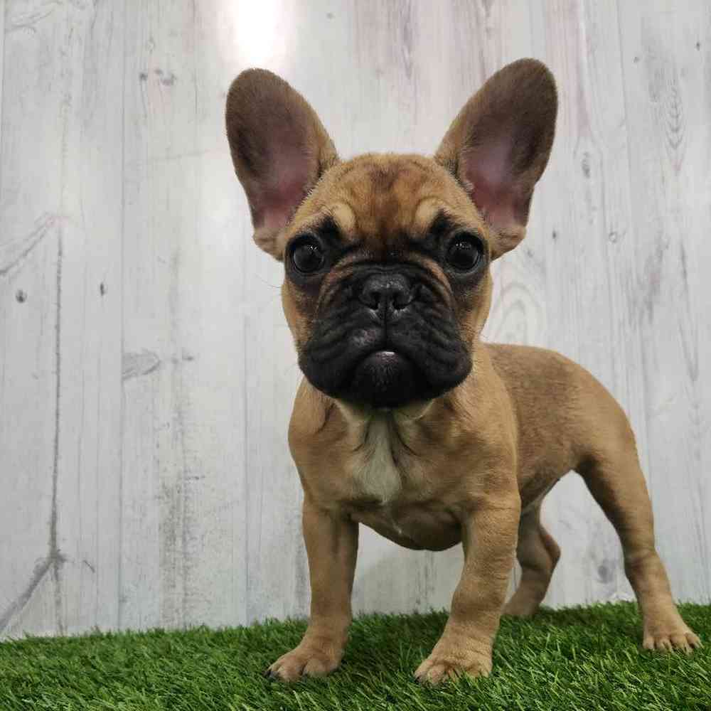 Female French Bulldog Puppy for Sale in Braintree, MA