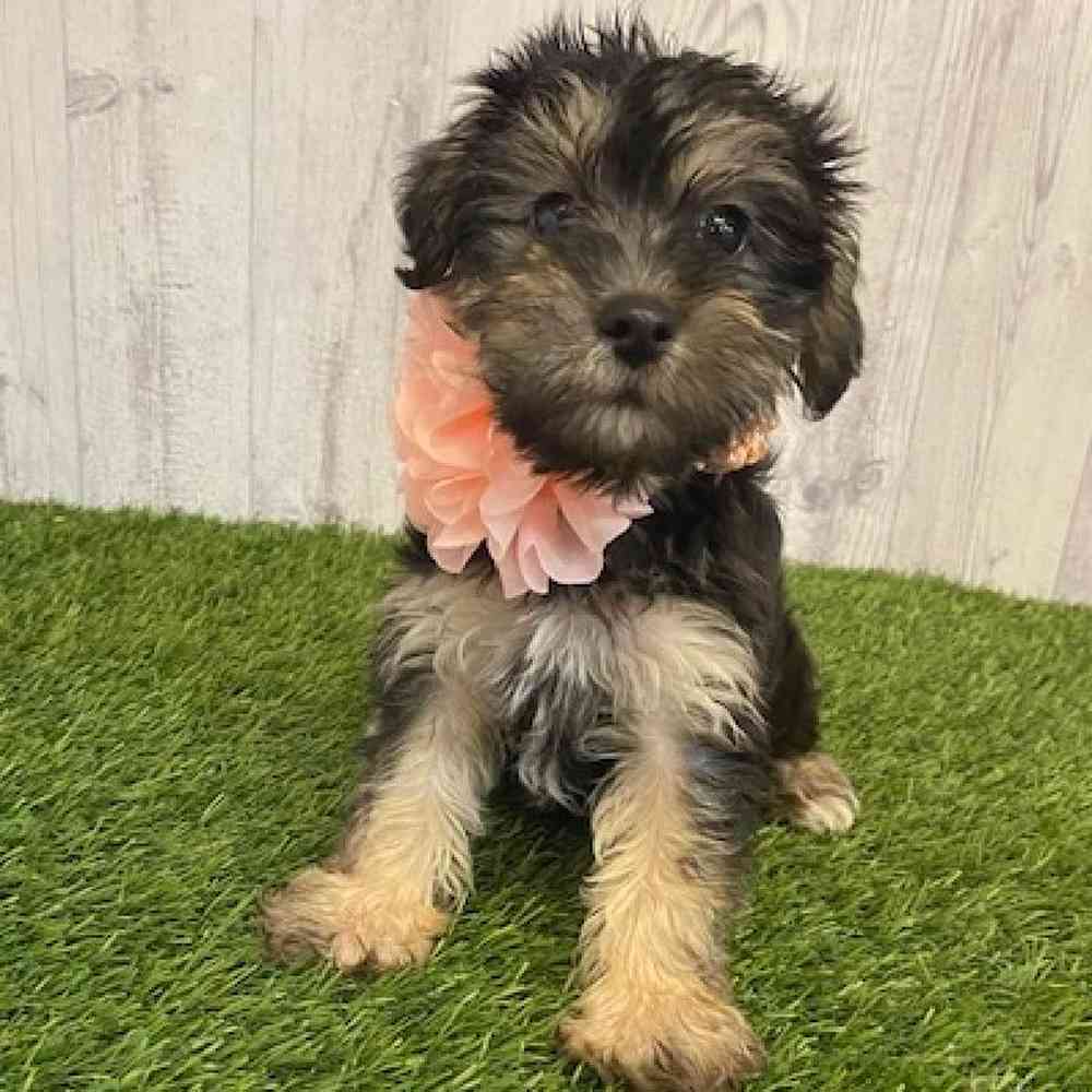 Female YoChon-Poo Puppy for sale