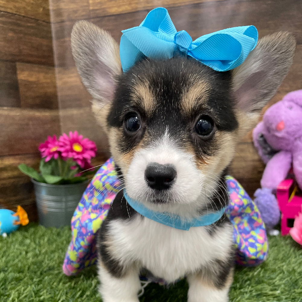 Female Pembroke Welsh Corgi Puppy for Sale in Braintree, MA